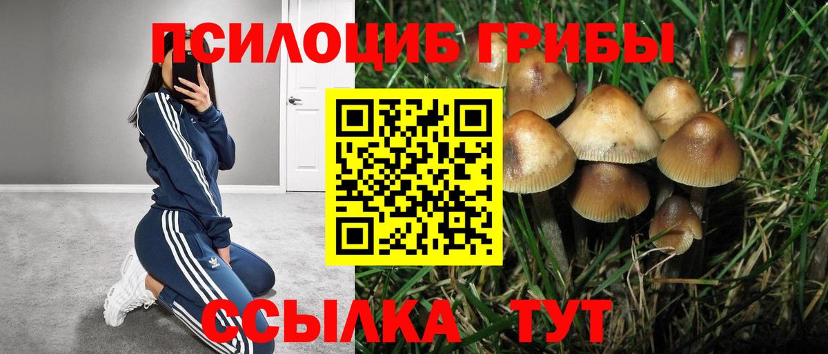 Псилоцибиновые грибы Psilocybe  Вход с VPN  Приморско-Ахтарск 